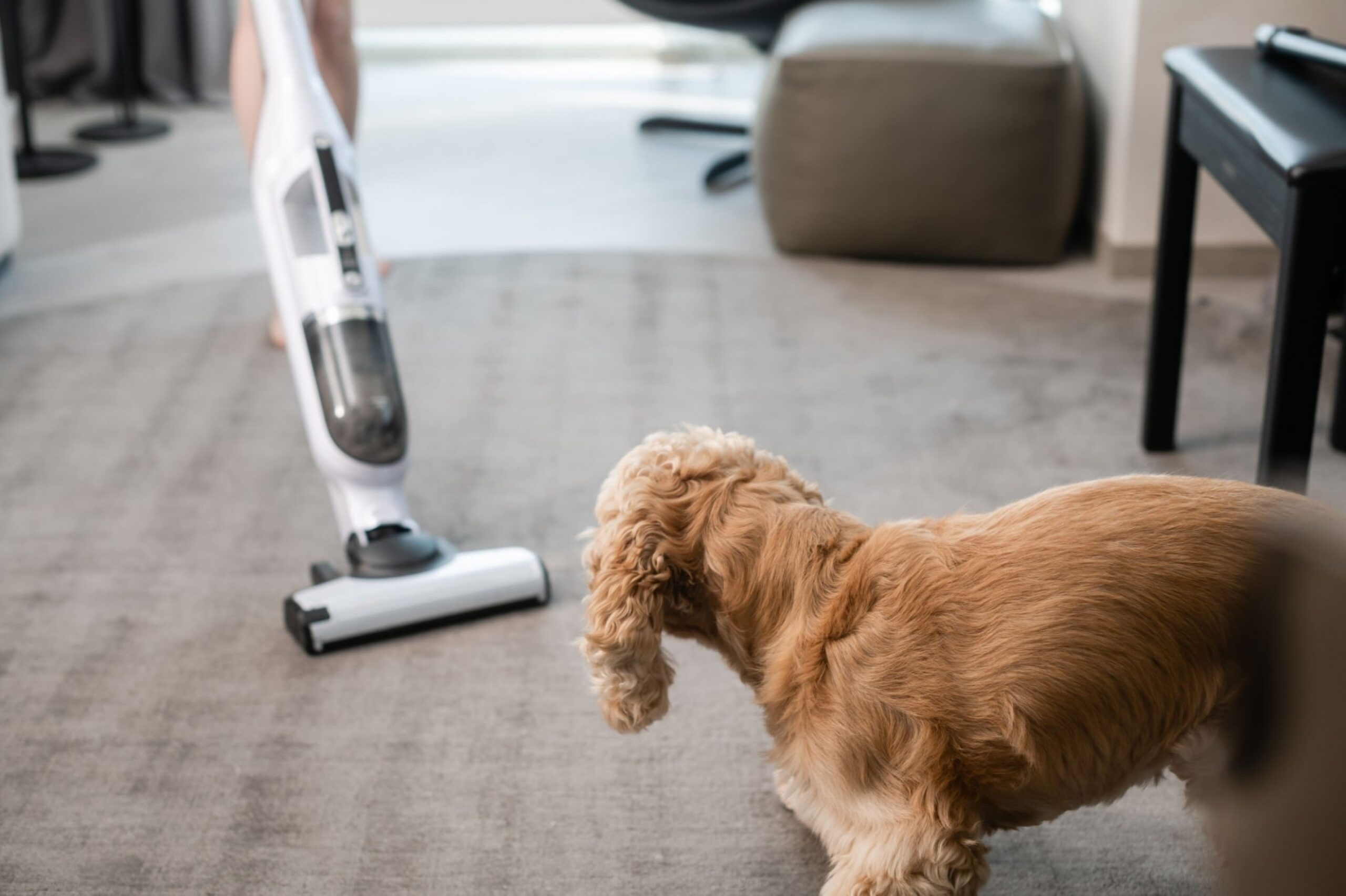 The dog is roaming around while cleaning the house with a vacuum cleaner