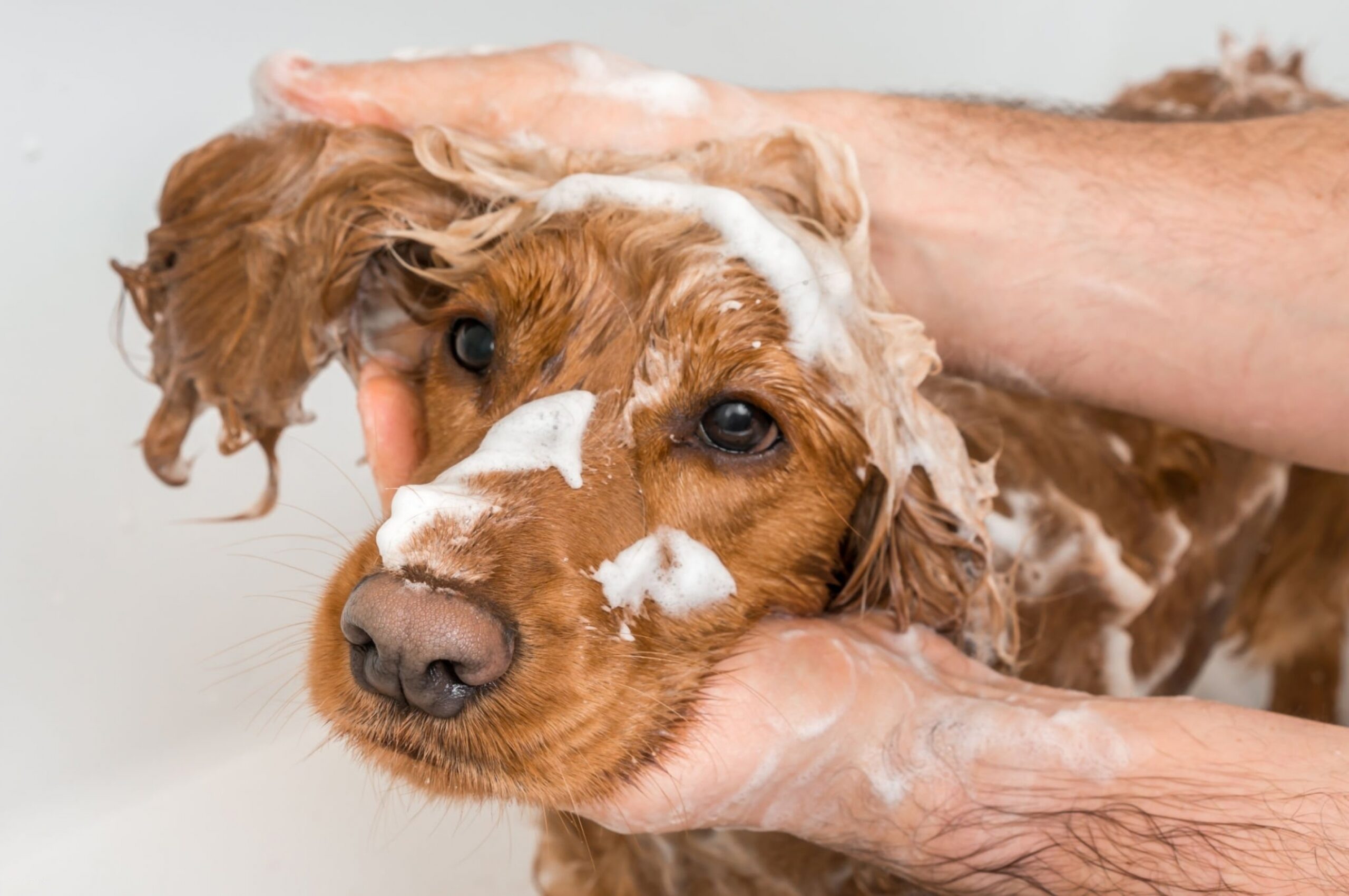 dog taking a shower with shampoo and water