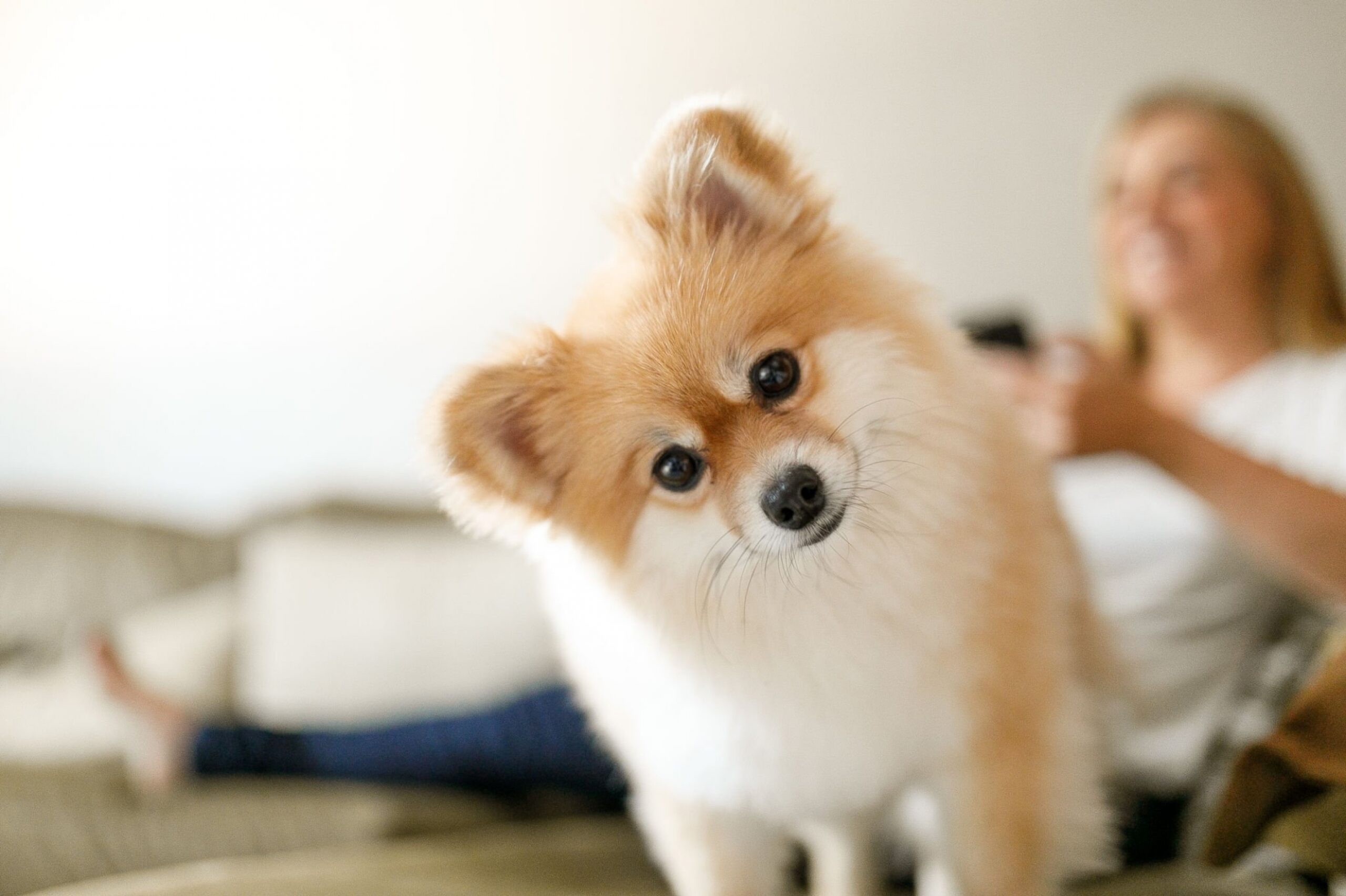 Cute dog on sofa with woman on background